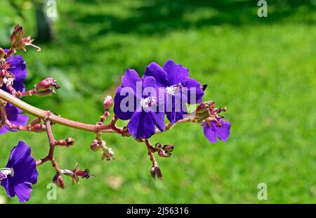 Prinzessinnen-Blumen (Tibouchina multiflora) im Garten Stockfoto