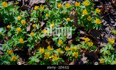 Der erste gelbe Frühling blüht in der Sonne. Kleine gelbe Blüten brechen im Wald durch das Laub des letzten Jahres. Früher Frühling im Park. Stockfoto