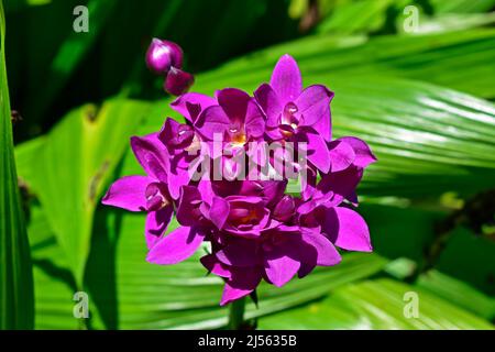 Lila Orchideen (Spathoglottis plicata) Stockfoto