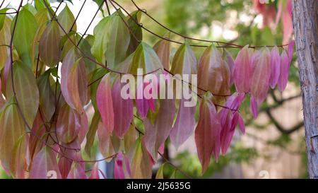 Dünne Äste eines Baumes mit schönen Blättern in einem japanischen Garten. Blätter einer ungewöhnlichen Farbe: Rosa, lila, lila. Natürlicher Hintergrund. Stockfoto