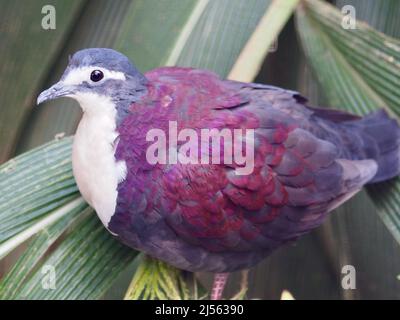 Entzückende, elegante, weißreihige Bodentaube mit funkelnden Augen und lebhaft schimmerndem Gefieder. Stockfoto