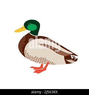 Wild Duck Standing Flat Color Vektor-Symbol. Bunte drake Vogel isoliert auf weißem Hintergrund. Grüner Kopf Mallard männliche Ente Design Element Illustration Stock Vektor
