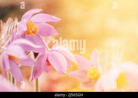 Schöne Wildfrühling Blumen im Sonnenlicht Sonnenstrahl Flare. Blühende Pflanze. Frühlingskonzept . Stockfoto