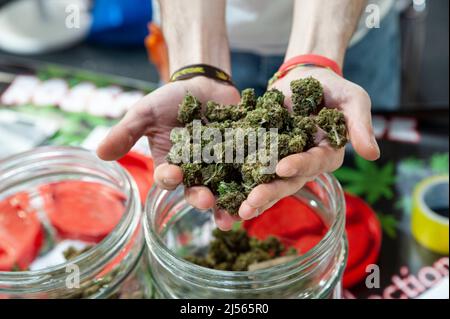 Eine Handvoll getrockneter Cannabis-Blüten (Nahaufnahme). Stockfoto
