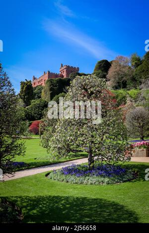 Powis Castle auf einem Hügel und einem wunderschönen terrassenförmig angelegten Garten Stockfoto