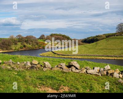 John O' Gaunt Stausee in Nidderdale in Yorkshire. Ein wunderschöner Frühlingsnachmittag und die Aussicht ist reizend mit Trockenmauern und wilden Vögeln. Stockfoto