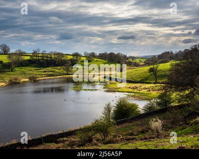 John O' Gaunt Stausee in Nidderdale in Yorkshire. Ein wunderschöner Frühlingsnachmittag und die Aussicht ist reizend mit Trockenmauern und wilden Vögeln. Stockfoto