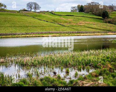 John O' Gaunt Stausee in Nidderdale in Yorkshire. Ein wunderschöner Frühlingsnachmittag und die Aussicht ist reizend mit Trockenmauern und wilden Vögeln. Stockfoto