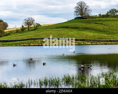 John O' Gaunt Stausee in Nidderdale in Yorkshire. Ein wunderschöner Frühlingsnachmittag und die Aussicht ist reizend mit Trockenmauern und wilden Vögeln. Stockfoto