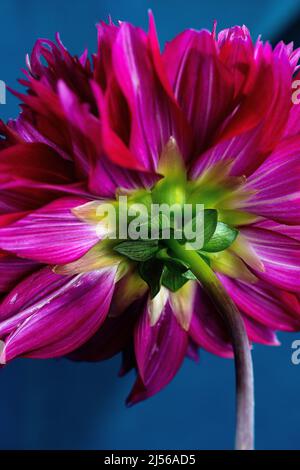 Die Rückseite einer Dahlia Stockfoto