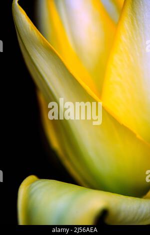 Eine Nahaufnahme einer gelben Tulpe. Stockfoto