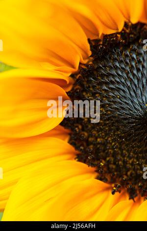 Eine Nahaufnahme einer Sommersonnenblume. Stockfoto