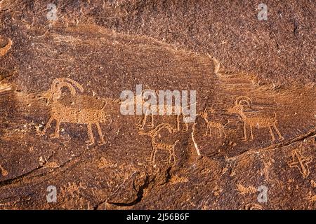 Bighorn Schafe auf der Sand Island Rock Art Panel am San Juan River in Utah dargestellt. Es handelt sich um eine große Sammlung von Petroglyphen, vor allem im Korb Stockfoto