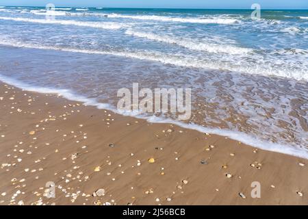Muscheln, die am Strand von der Brandung auf South Padre Island, Texas, gespült wurden. Die meisten Schalen sind einzelne Hälften von Zweiventilgehäusen. Stockfoto