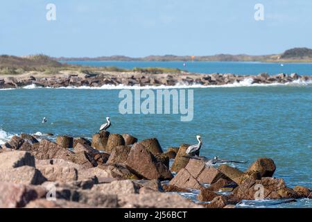 Braune Pelikane, Pelecanus occidentalis, Barsch am Steg am Mansfield Cut am nördlichen Ende von South Padre Island, Texas. Stockfoto