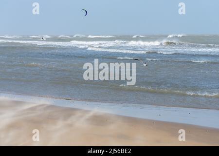 Starke Winde wehen Sand über den Strand, während eine Lachmöwe auf South Padre Island, Texas, in den Wind fliegt. Ein Kite-Surfer reitet in der schweren Brandung Stockfoto