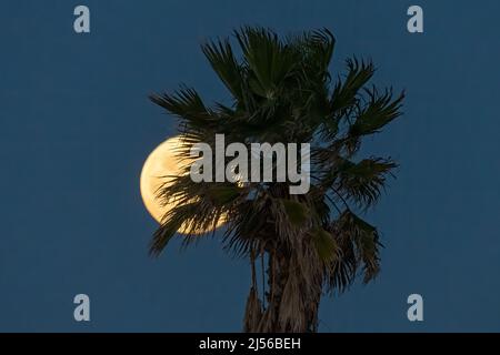 Der volle Wolf Moon, der im Januar hinter einer Fächerpalme aufsteigt, von South Padre Island, Texas aus gesehen. Stockfoto