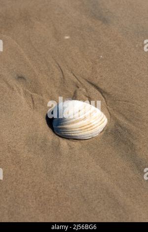 Eine große südliche Quaigel-Muschel, Mercenaria mercenaria, wird am Strand von den Wellen auf South Padre Island, Texas, gespült. Stockfoto