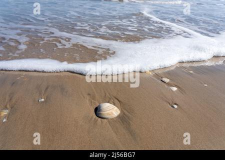 Eine große südliche Quaigel-Muschel, Mercenaria mercenaria, wird am Strand von den Wellen auf South Padre Island, Texas, gespült. Stockfoto