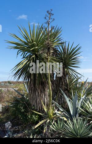 Spanischer Dolch Yucca, eine Pflanze aus dem Jahrhundert und andere Agaven im Isla Blanca Park auf South Padre Island, Texas. Stockfoto
