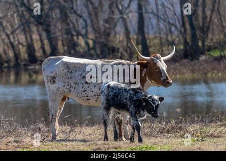 Eine texanische Longhorn-Kuh mit ihrem Kalb auf einer Ranch in Texas. Stockfoto