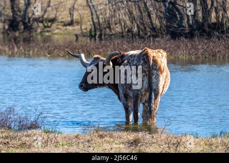 Ein texanischer Longhorn-Steer steht in einem Teich auf einer Weide auf einer Ranch in Texas. Stockfoto
