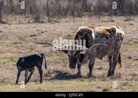 Ein texanischer Langhornlenker und ein junges Kalb auf einer Weide auf einer Ranch in Texas. Stockfoto