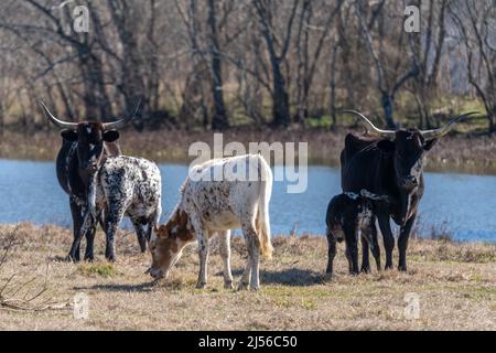 Zwei texanische Longhorn-Kühe pflegen ihre Kälber, während ein weiteres Kalb auf einer Ranch in Texas grast. Stockfoto