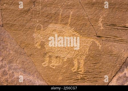 Eine petroglyphe Büffeltafel in der Nähe der Tafel der Großen Jagd- oder Jagdszene im Nine Mile Canyon in Utah. Im Nine Mile Canyon befinden sich Tausende von Fremont-Küken Stockfoto