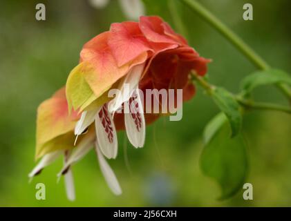 Makrofoto einer bunten Garnelenpflanze (Justicia brandegeana) mit gelben, orangen und grünen Farben und einem schönen grünen Hintergrund. Stockfoto