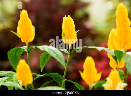 Gelbe Blüten der Golden Shrimp Pflanze (Pachystachys lutea). Stockfoto