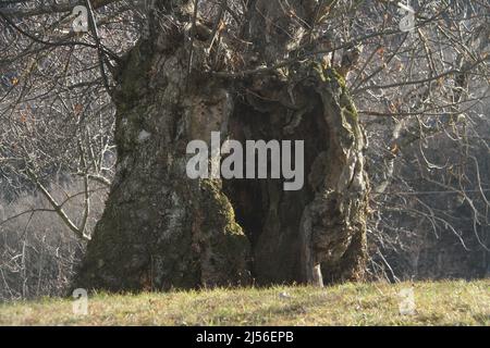 Sehr großer, knottiger Stamm eines alten Olivenbaums in Italien, Region Emilia Romagna Stockfoto