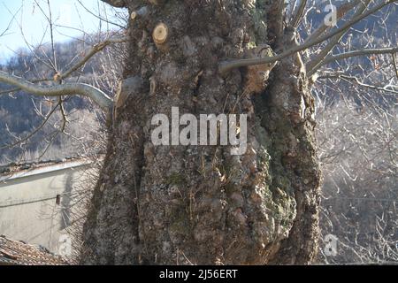 Sehr großer, knottiger Stamm eines alten Olivenbaums in Italien, Region Emilia Romagna Stockfoto