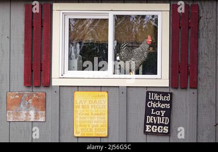 Ein kariertes Steinhuhnchen, das über dem Eierhaus in Bend, Oregon, wacht. Stockfoto