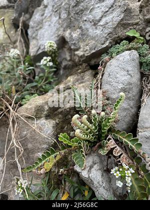 Rustyback Farn (Asplenium ceterach) wächst auf den Bergen der Amalfiküste, Italien Stockfoto
