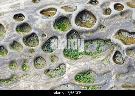 Erodierte Lavasteinfelsen entlang der Küste des Pazifischen Ozeans im Cape Arago State Park an der Pazifikküste von Oregon in der Nähe von Coos Bay, Oregon. Stockfoto