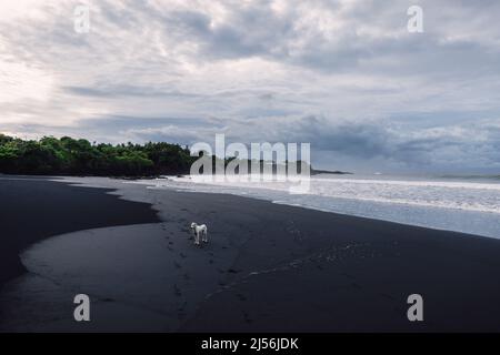 Schwarzer Sandstrand mit Meer und Wellen in Balian, Bali. Strand und weißer Hund Stockfoto