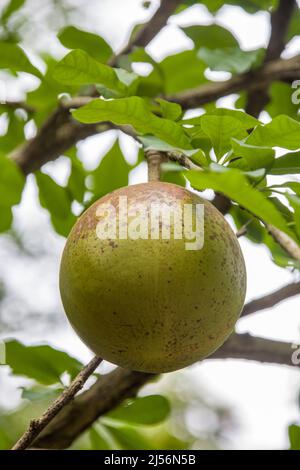 Die Frucht von Crescentia cujete. Allgemein bekannt als der Calabash-Baum, ist eine Art blühender Pflanze. Es ist der Nationalbaum von St. Lucia. Stockfoto