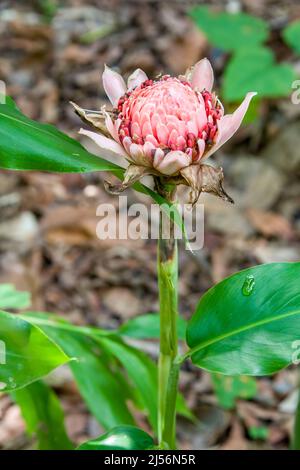 Das Nahaufnahme-Bild von Etlingera elatior (auch bekannt als Fackel-Ingwer, Ingwerblume, rote Ingwerlilie, Fackellilie, wilder Ingwer, Combrang, Bonbonkantan. Stockfoto