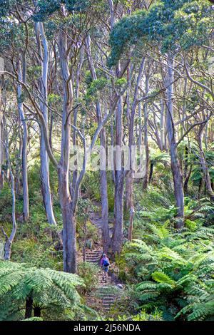 Wanderer auf den Hängen der Strzelecki Peaks auf Flinders Island Stockfoto