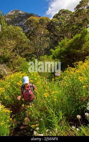 Wandern durch Blumen an den Hängen des Strzelecki Peaks Stockfoto