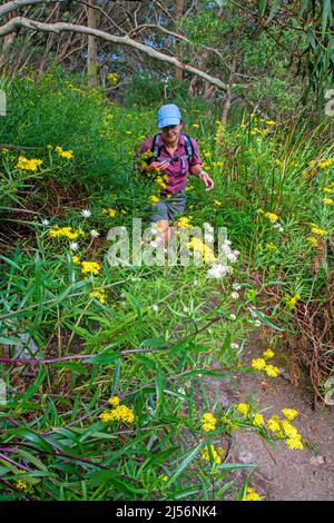 Wandern durch Blumen an den Hängen des Strzelecki Peaks Stockfoto