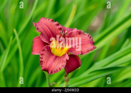 Eine rote Lilie blüht in einem Park Stockfoto