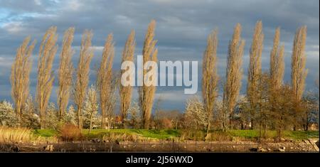 Pappel (Populus) Bäume wachsen am Flussufer. Cottonwood Bäume in einer Reihe im Frühjahr. Stockfoto