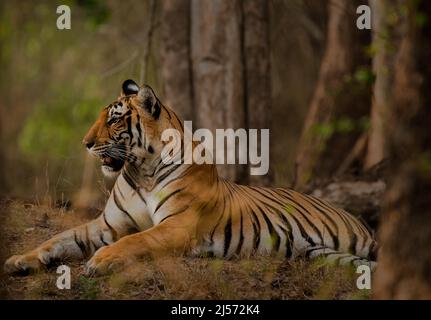 Seitenansicht Porträt des Tigers im Kabini-Nationalpark, Karnataka Stockfoto