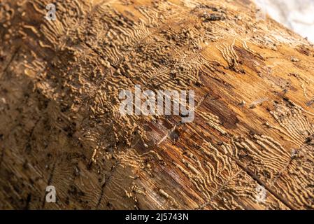 Alter Baumstamm mit Rindenkäfer-Schilder und Markierungen Stockfoto