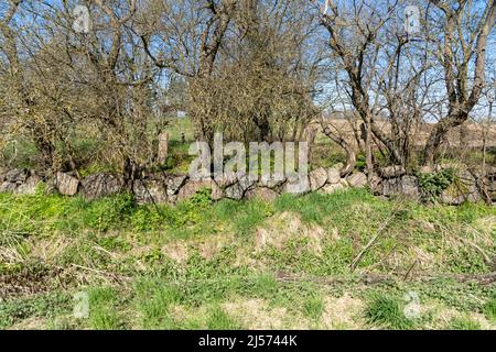 Alte Steinmauer und Bäume auf dem Feld Stockfoto