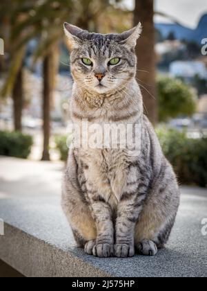 Vorderansicht einer grauhaarigen Hauskatze mit grünen Augen, die auf einer Granitoberfläche sitzen und die Kamera aufmerksam betrachten. Mit Fokus auf den Vordergrund Stockfoto