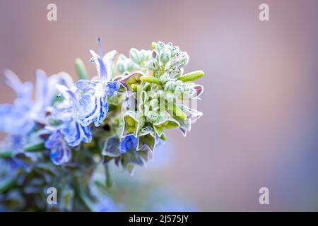 Nahaufnahme eines duftenden Zweiges aus Rosmarinknospen, auch bekannt als Salvia rosmarinus oder rosmarinus officinalis, mit blauen Blüten, die in der mediterranen Küche verwendet werden Stockfoto