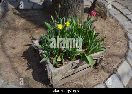 Strauß Narzissen, Tulpen in Holzkiste auf dem Boden Stockfoto